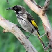 New holland honeyeater